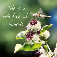 dragonfly moments