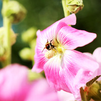 beepollencollection