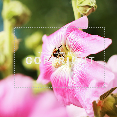 beepollencollection
