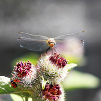 ladybugsanddragonfly