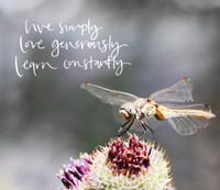 dragonflylivesimply