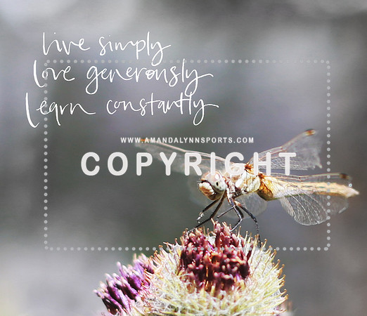 dragonflylivesimply